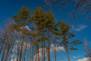 Windy morning in pine tree forest with blue sky