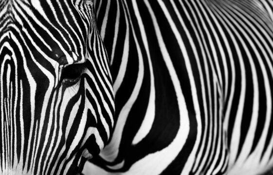 Close-up Portrait of Zebra. Zebra detail with its typical stripes.  Photo in black and white.
