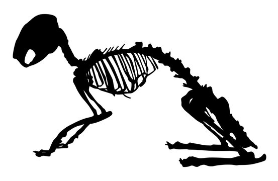 Silhouette Of A Rabbit Skeleton Vector