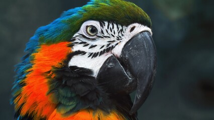 bright parrot