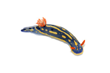 アオウミウシ　海辺の生物　白バック
