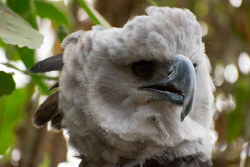 Great harpy eagle Harpia harpyja with a large beak looking to the right - obrazy, fototapety, plakaty