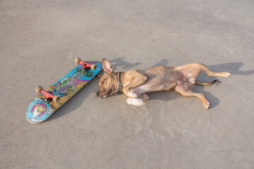 Fototapeta na wymiar Pitbull dog lies happily next to a skateboard