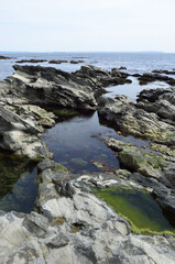 潮が引いた磯　潮溜まり