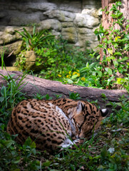 Naklejka na ściany i meble ocelot Leopardus pardalis adult male sleeping in the wild