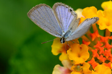 花の蜜を吸う蝶　クロマダラソテツシジミ