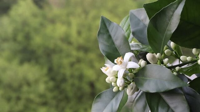 Orange blossom branch with white flowers and buds swaying in the wind on the blurred spring background. Blooming neroli. 