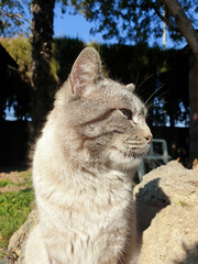 Cara de un gato de perfil