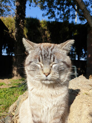 Naklejka na ściany i meble Gato con los ojos cerrados en el sol