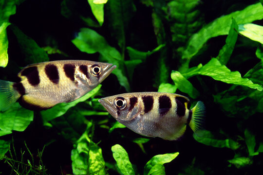 Aech Fish รูปภาพArcherfish – เลือกดูภาพถ่ายสต็อก เวกเตอร์ และวิดีโอ850 | Adobe Stock