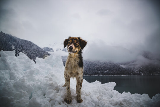 a hunting dog stands on the snow in the mountains - Powered by Adobe
