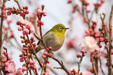 梅の花に止まるメジロ