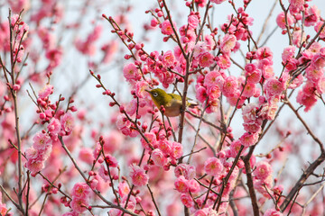 梅の花に止まるメジロ