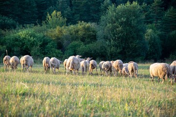 Obraz na płótnie Canvas Sheep on the meadow eating grass in the herd. Slovakia