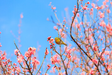 梅の花に止まるメジロ