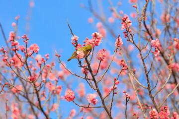 梅の花に止まるメジロ