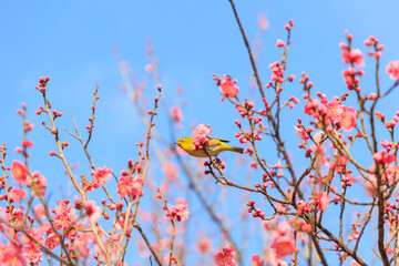 梅の花に止まるメジロ
