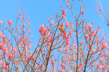 梅の花に止まるメジロ