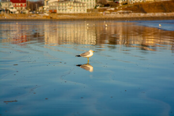seagull on the water