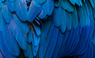 blue and yellow macaw feathers 