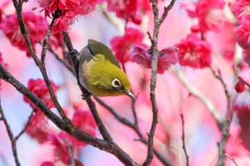 梅の花に止まるメジロ