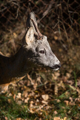 Samiec sarny w ogrodzie.