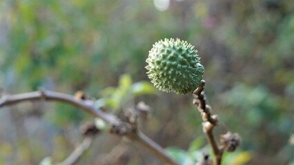 Fruits of Datura stramonium also known as moon flower or thorn apple. Called in India as dhatura