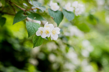 Jasmine flower growing on the bush in garden with sun rays and bokeh. Spring natural background