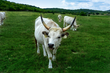 hungarian grey cattles in on the green field in Hungary