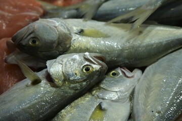 Close-up of very fresh clear eyed Yellow Fin Trevally (Seriola dumerili, Pez Limón) shining in its typical yellow and white metallic hues at Mercado de Abastos market in Jerez, Spain