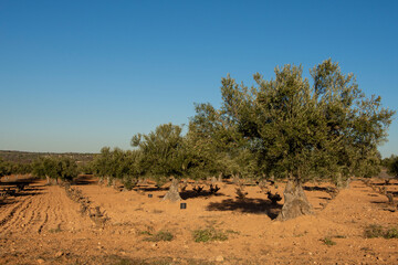Fototapeta na wymiar Olivos en olivar y viña
