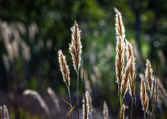 Tall grass highlighted in sunshine!
