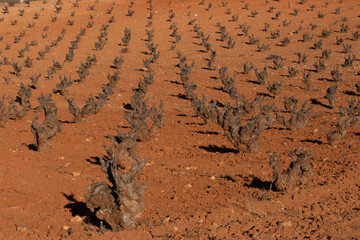 Cepas viejas en viñedo