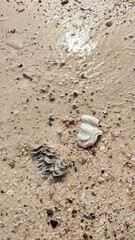 Warm sea waves wash shells on the sandy shore in summer