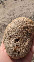 Amazingly beautiful pattern of corral in sea waters was invented by nature