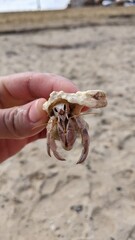 The hermit crab crawled out of the shell on the coast of the Red Sea and loves the scenery