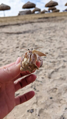 The hermit crab crawled out of the shell on the coast of the Red Sea and loves the scenery