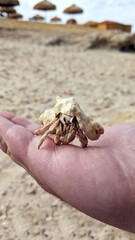 The hermit crab crawled out of the shell on the coast of the Red Sea and loves the scenery
