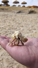 The hermit crab crawled out of the shell on the coast of the Red Sea and loves the scenery