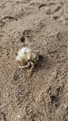 a hermit crab peeps out of its shell and crawls along the golden sea sand towards the water