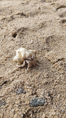 a hermit crab peeps out of its shell and crawls along the golden sea sand towards the water