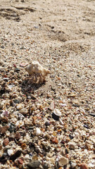 a hermit crab peeps out of its shell and crawls along the golden sea sand towards the water