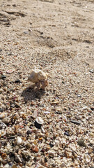 a hermit crab peeps out of its shell and crawls along the golden sea sand towards the water