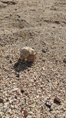 a hermit crab peeps out of its shell and crawls along the golden sea sand towards the water