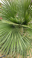 close-up through beautiful green palm leaves