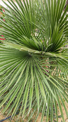 Fototapeta premium close-up through beautiful green palm leaves