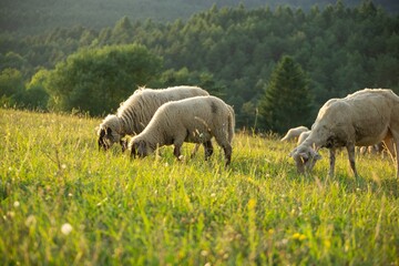 Sheep on the meadow eating grass in the herd during colorful sunrise or sunset. Slovakia