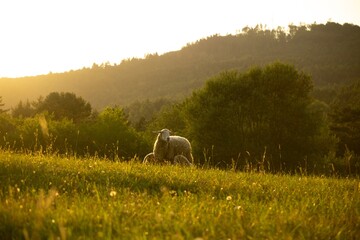 Naklejka premium Sheep on the meadow eating grass in the herd during colorful sunrise or sunset. Slovakia