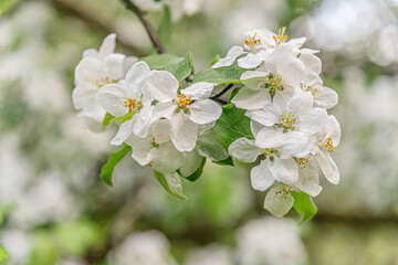 beautiful spring floral background of blooming apple tree branch in drops of water close up