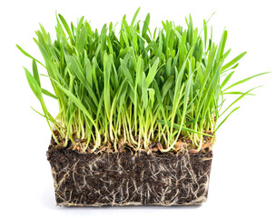 Fresh grass for cats ( avena sativa )